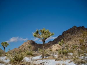 Joshua Tree