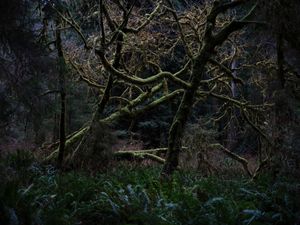 Redwoods National Park